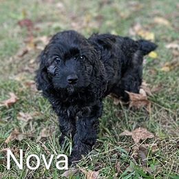 Nova - Merle female Cockapoo puppy in Sunset, Louisiana from Cano Cockapoos