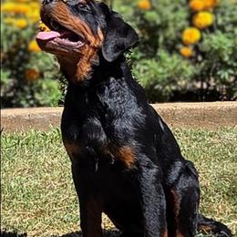 Hughie - Black and mahogany male Rottweiler puppy in Oroville, California from Von Brennan kennels