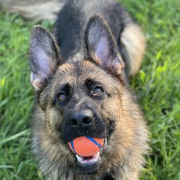 Meri - German Shepherd