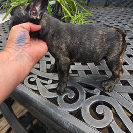 Indie - Brindle and white female French Bulldog puppy in Belvidere, Nebraska from Amore Kennel
