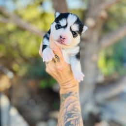 Ruger - Black and white male Pomsky puppy in Yavapai County, Arizona from Pawsh Pomskies