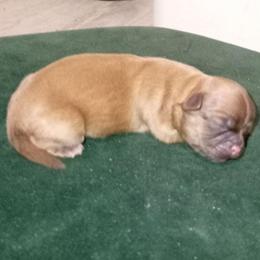 John 4 - Chocolate male Shih Tzu puppy in Grand Prairie, Texas from R&R Shih-Tzus & Stud Services