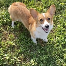 Filly - Pembroke Welsh Corgi