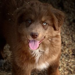 Cajun - Red tri-color Australian Shepherd puppy in Mineral Wells, Texas from A6 Australian Shepards
