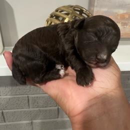 S'more - Chocolate male Goldendoodle puppy in Matteson, Illinois from Chitownpupz