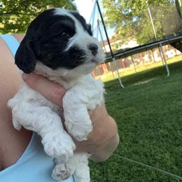 Almond Joy - Black and white female Cockapoo puppy in Tucson, Arizona from Desert Puppies