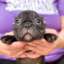 Adam - Brindle male French Bulldog puppy in Greenfield, Missouri from Hope Mountain French Bulldogs