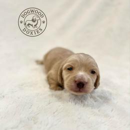 Norman - Cream male Dachshund puppy in Monroe, North Carolina from Dogwood Doxies