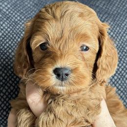 Cavapoos from My Teddy Cavadoodles