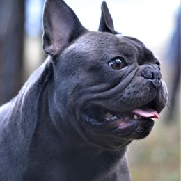 Billy - French Bulldog