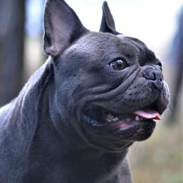 Billy - French Bulldog