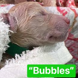 Bubbles - White female Poodle puppy in Alaska from Rumor Haz It Kennels