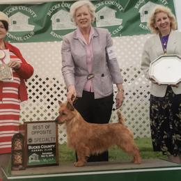 Sophie  - Australian Terrier