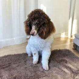 Roxy - Poodle
