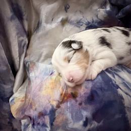 Jewel (with tail) - Blue merle female Miniature American Shepherd puppy in Olympia, Washington from Shamayim Shepherds
