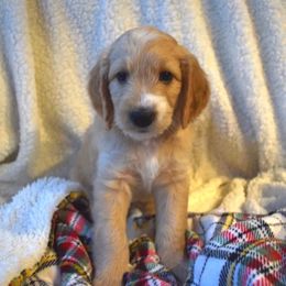 Goldendoodle Puppies from BB Doodles