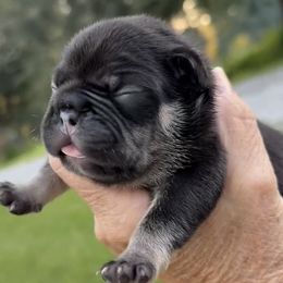 Jax - Tricolors male French Bulldog puppy in Clifton, Texas from Blue Ribbon French Bulldogs