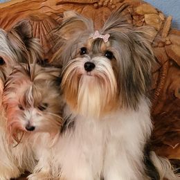 Biewer Terriers from Central Texas Biewer Terriers
