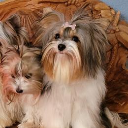 Biewer Terriers from Central Texas Biewer Terriers
