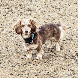 Moxie - Dachshund