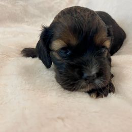 Cocker Spaniel Puppies from Jennifer Dees