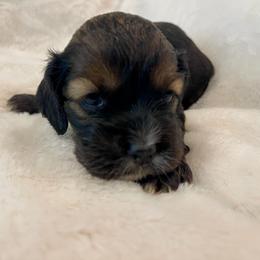 Cocker Spaniel Puppies from Jennifer Dees
