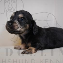 Tori Burch - Cream female Dachshund puppy in Temecula, California from Naomi Magee's Dachshund Kennel