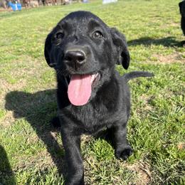Labrador Retriever Puppies from J and D Retrievers