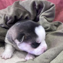 Pomsky Puppies from Sun-Kissed Mountain Homestead