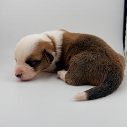 Pecos Hank - Sable and white male Cardigan Welsh Corgi puppy in Bland, Missouri from Shadey Lane Corgis