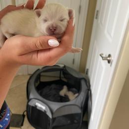 Puppy 3 - White female Pomeranian puppy in Paducah, Kentucky from Perennial Poms Pomeranian Breeder