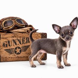 CKC Health Tested Gunner - Blue and tan male Chihuahua puppy in Scottdale, Pennsylvania from Itty Bitty Boston & Chi Co, Veteran Owned