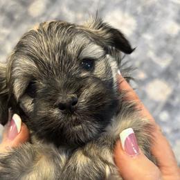 Havanese from Becky Coker