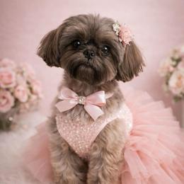 Skye - Shih Tzu