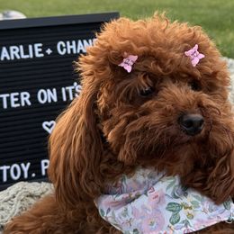 Poodles from Toy.poodlesss