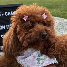 Poodles from Toy.poodlesss