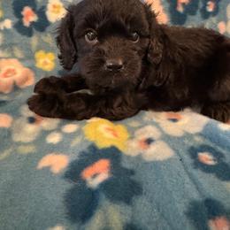 Ace - Black male Cavapoo puppy in Howe, Oklahoma from Cuddly Cavapoos