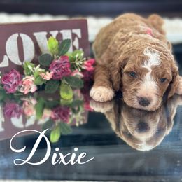 Dixie - Red  female Poodle puppy in Dayton, Texas from Wolfe Island Poodles