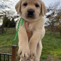 Green - Yellow male Labrador Retriever puppy in Escalon, California from Hansen Retrievers