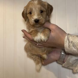 Goldendoodle Puppies from Hollywood Doodles