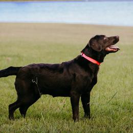 Bonnie - Labrador Retriever