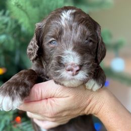 Gerorge - Brown male Bernedoodle puppy in Yuciapa, California from AlltheDoodlez_