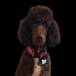 Jordan - Poodle