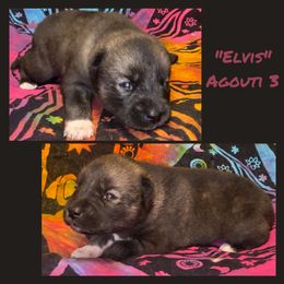 Elvis - Agouti and white male Siberian Husky puppy in Charleston, Illinois from Blue Skyes Huskies