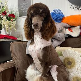 Amber - Poodle