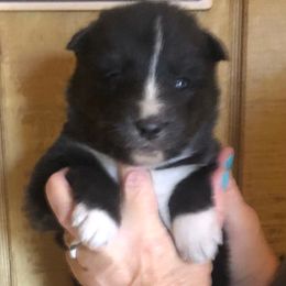 Raven - Agouti and white female Siberian Husky puppy in Thomasville, Georgia from Southern Blues Siberian Huskies
