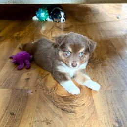 Bryce - Red tri female Miniature Australian Shepherd puppy in Gatesville, Texas from Southern Promise Aussie’s