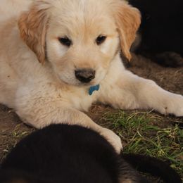 Golden Retriever Puppies from Sweet Breeze Acres