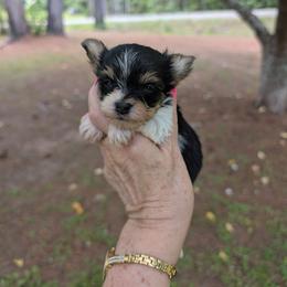 Blake - Parti male Yorkshire Terrier puppy in Gaylesville, Alabama from Sweet Alabama Yorkies