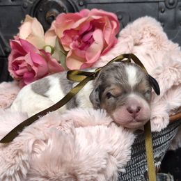 Teddy - Merle male Springerdoodle puppy in Fargo, North Dakota from Dakota SpringerDoodles